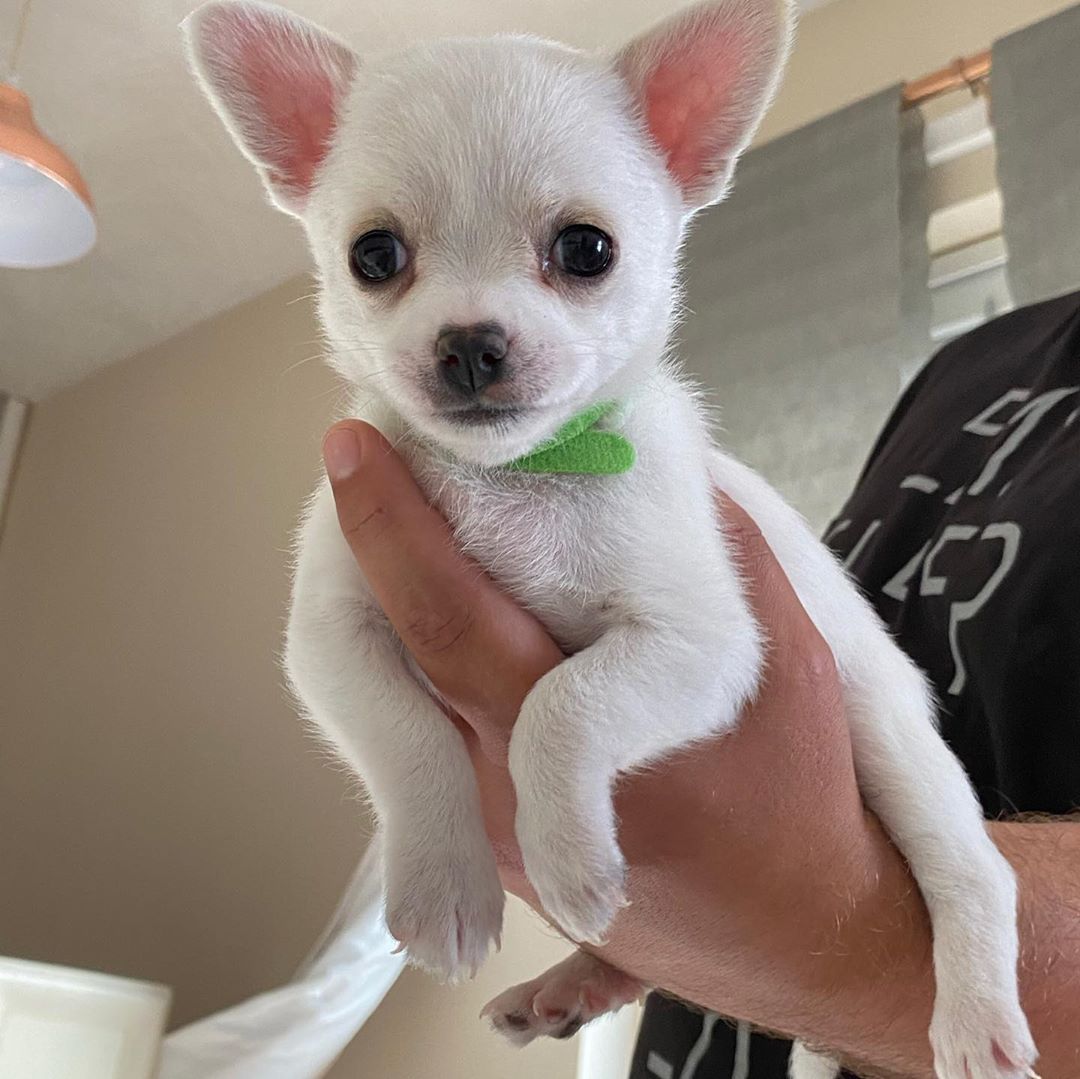 Beutifull Chihuahua Puppies for Rehoming