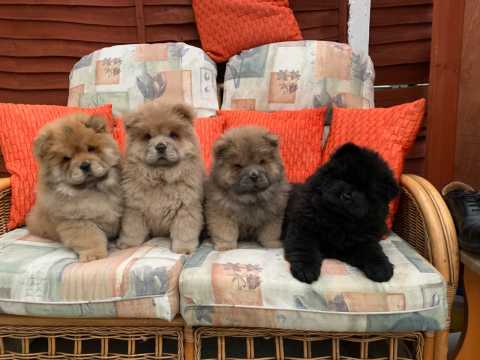 Chow Chow Puppies Available.