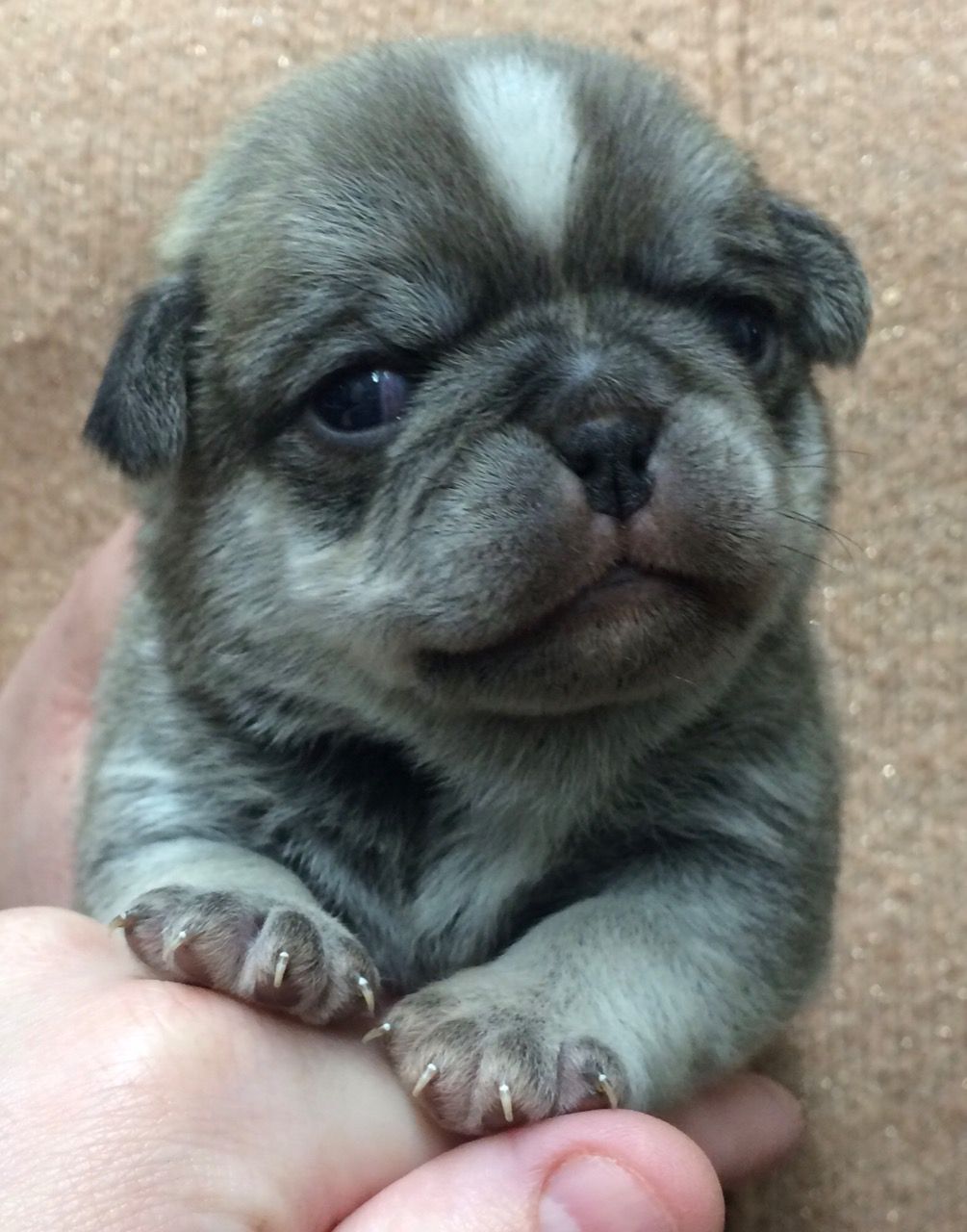 Avialable Pug Puppy.