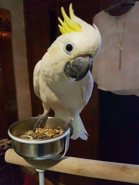  2 papou�ci kakadu De�tn�k nyn� k bezplatn� adopci