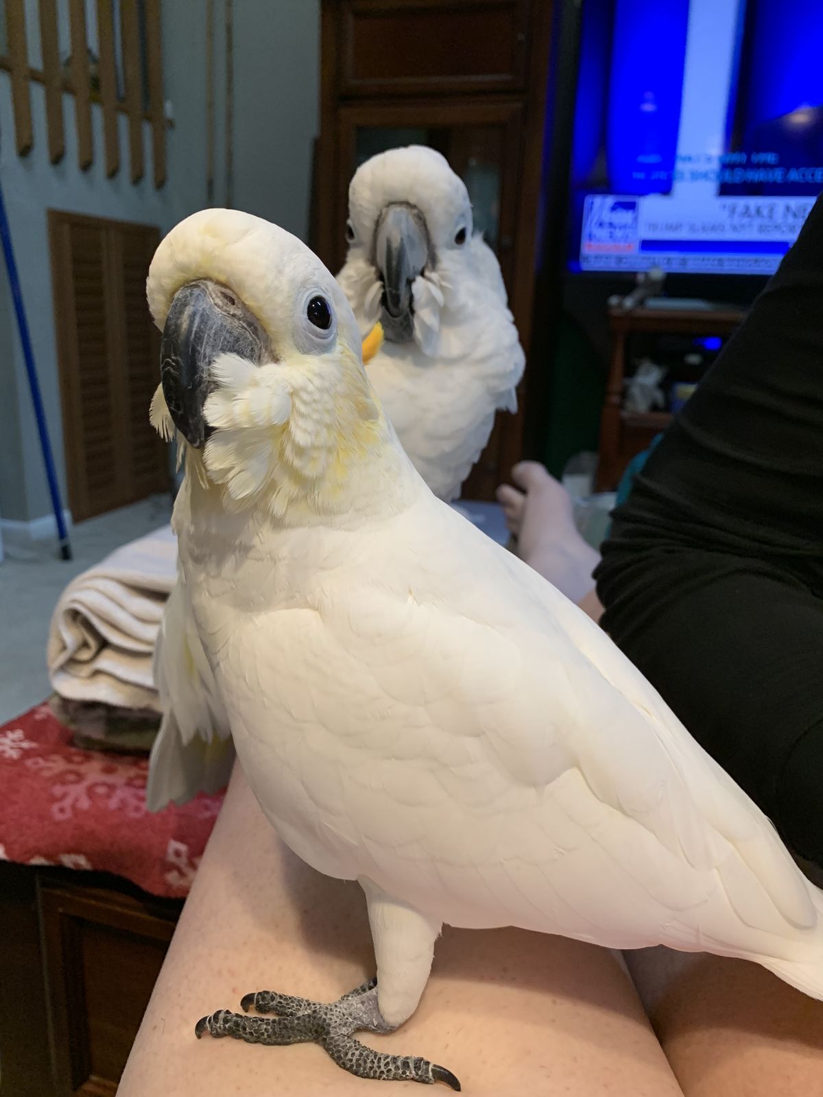  2 papou�ci kakadu De�tn�k nyn� k bezplatn� adopci