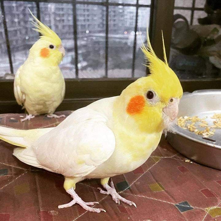 P�ekr�sn� papou�ci korely ihned k adopci zdarma.