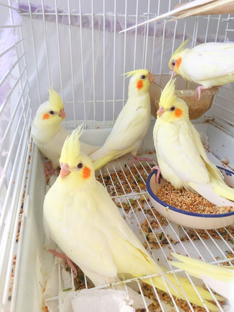 P�ekr�sn� papou�ci korely ihned k adopci zdarma.