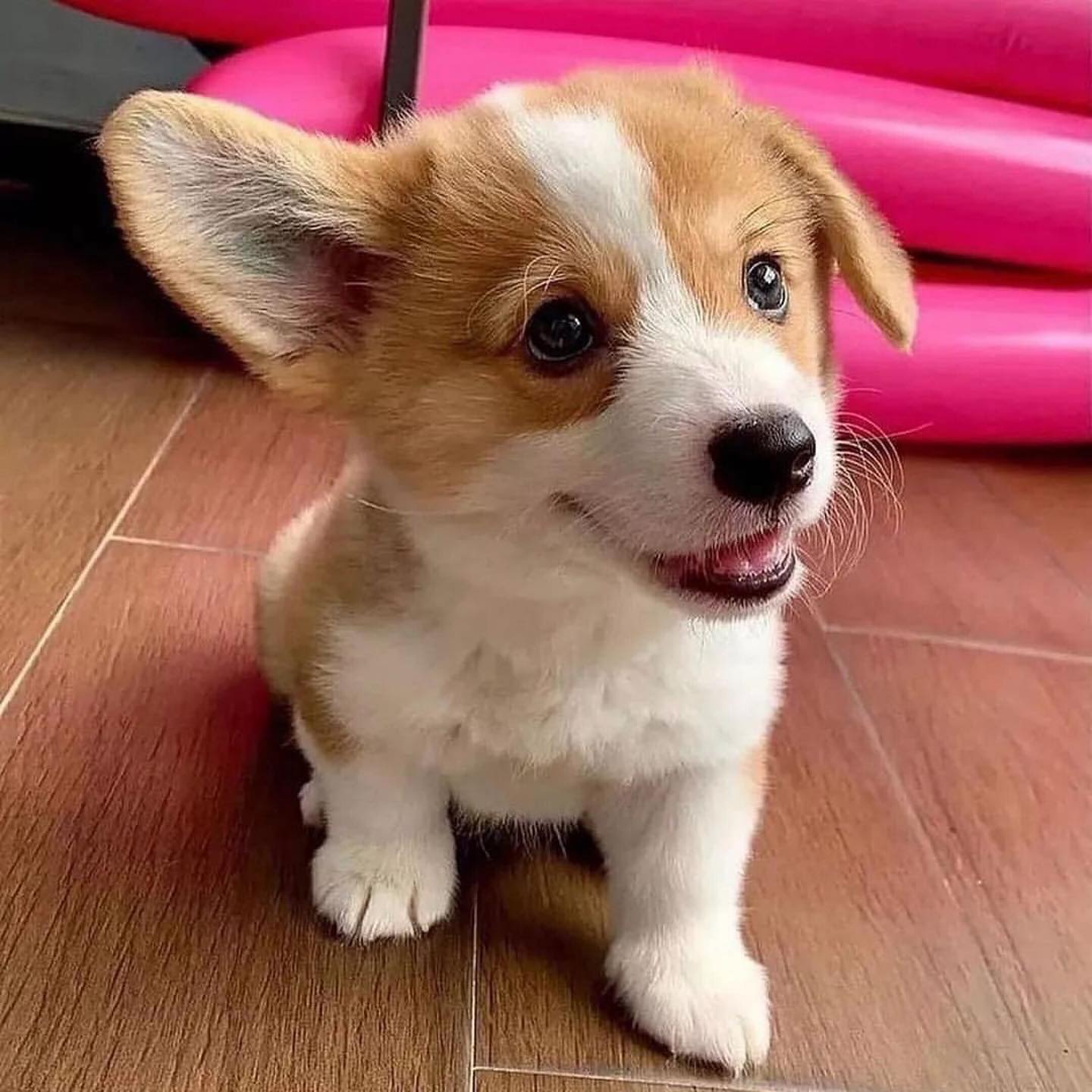 Rozkon Pembroke Welsh Corgi.