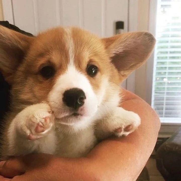 Rozkon Pembroke Welsh Corgi.