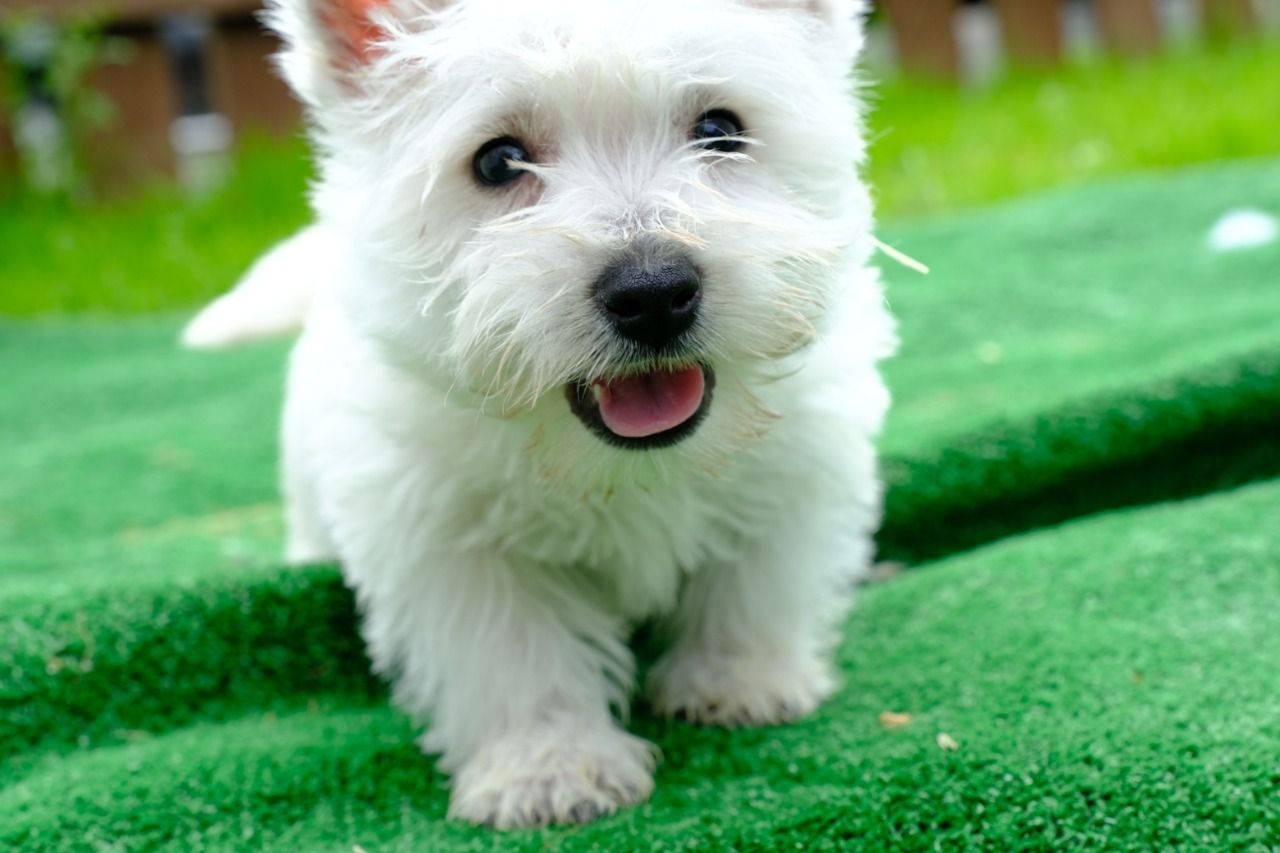 Na prodej úžasný West Highland White Terrier