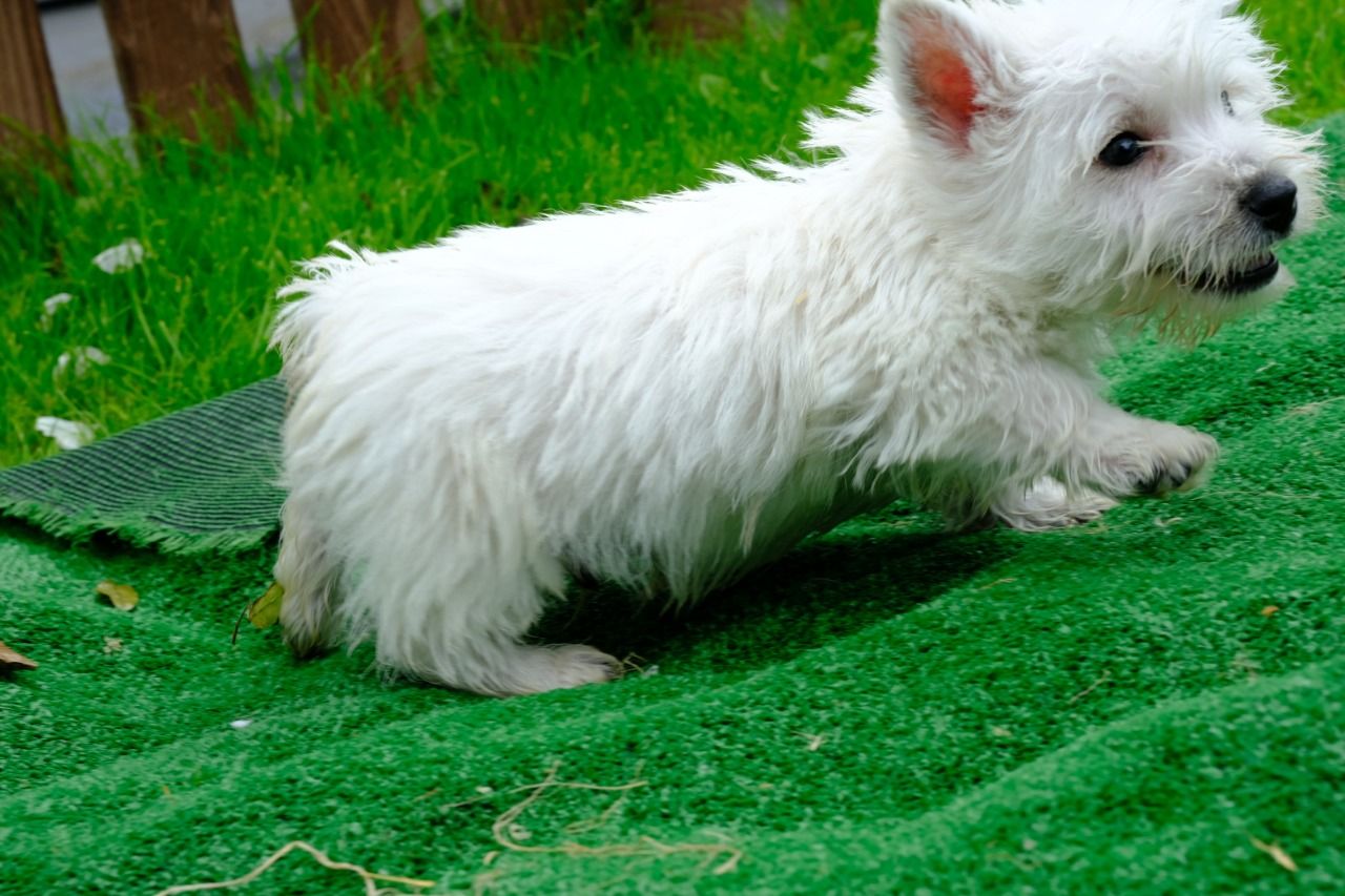 Na prodej asn West Highland White Terrier
Na prodej asn West Highland White Terrier. Nn vychovan doma run, staromdnm zpsobem, ne v prosted chovatelsk stanice. Rozkon tve, krsn kabty, lskypln milujc duchov. Pojte se strhnout oarovnm tchto malch drahch.
