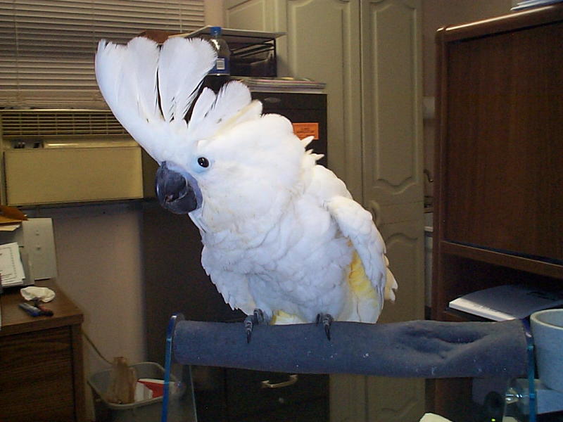 prodat Deštník kakadu papoušci  