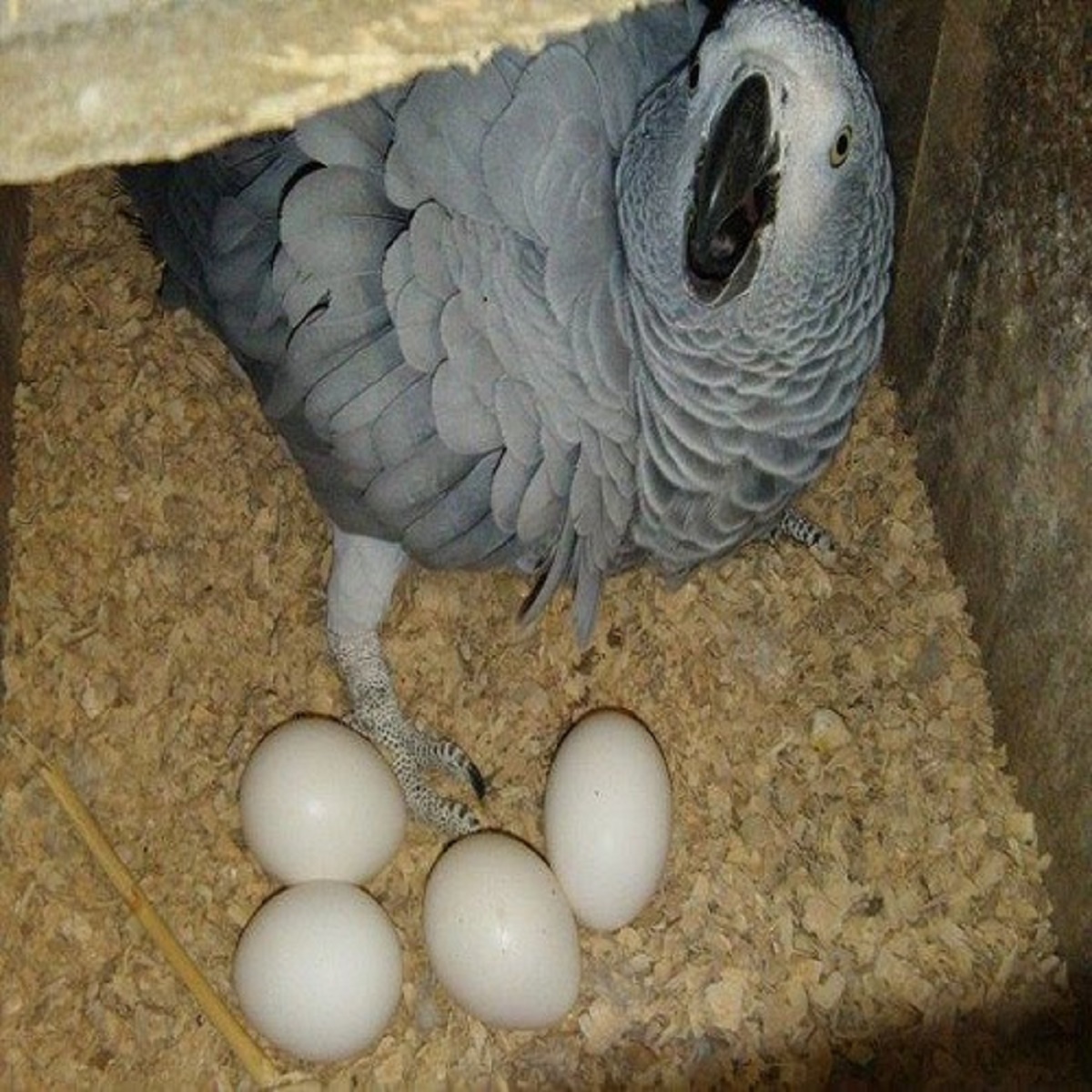 K dispozici vejce papouška a pštrosí vejce