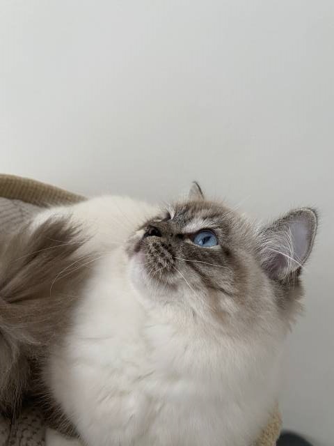 Ragdoll kočička s průkazem původu