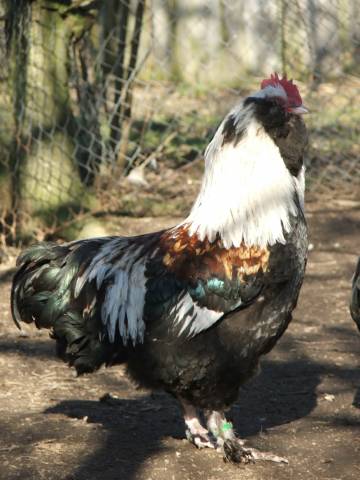 Nabz: jednotdenn kuata: australky, ayam cemani, faverolky los.velk, hemprky, amroksky, araukany, umavanky, maransky mdnokrk, brahmnky vln.koroptv, vlaky koroptv, velsumky zdrob. koroptv, plymutky lut, antversk vous ern, bojovnice amo, ko-amo, staroanglick, indick hnd baant, asilky penin zlat, erven pestr a divok.
Jednotdenn kachata: pekingsk americk, sask.
Jednotdenn housata: africk div. zbarven, bl, nmeck nosn, pomoansk.
Dvoutdenn krata: bronzov, ern a bl.
Dvoutdenn perlata: modr, svtle modr a bl.

Doprava zajitna a do Vaeho domu, objednvky pijmme pouze telefonicky na . 602975166.