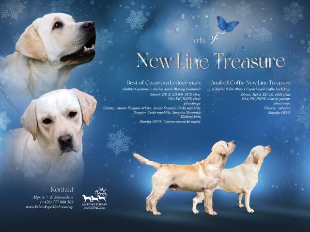 Labrador retriver s PP (smetanov)