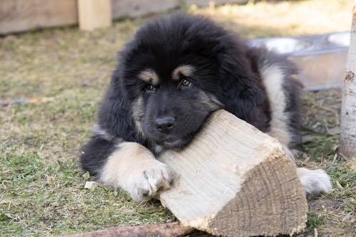 Tibetská doga - šteniatka zo zahraničného krytia