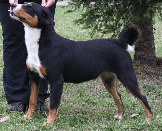 Appenzellský salašnícky pes