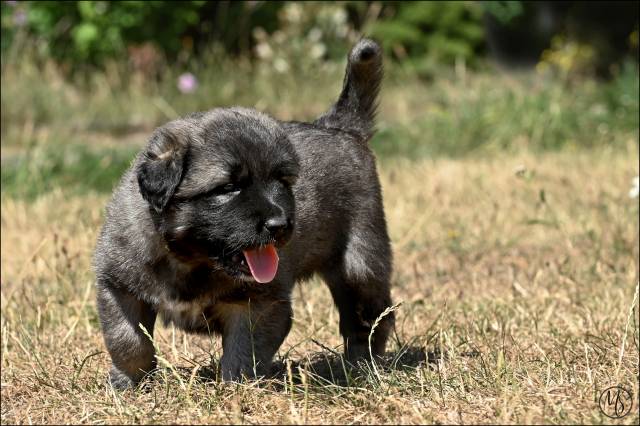 Kavkazský pastevecký pes s PP FCI