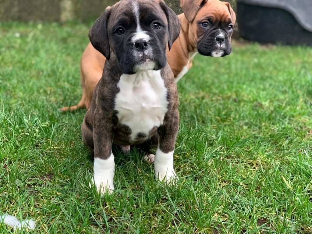 Boxer Puppies Avialable.