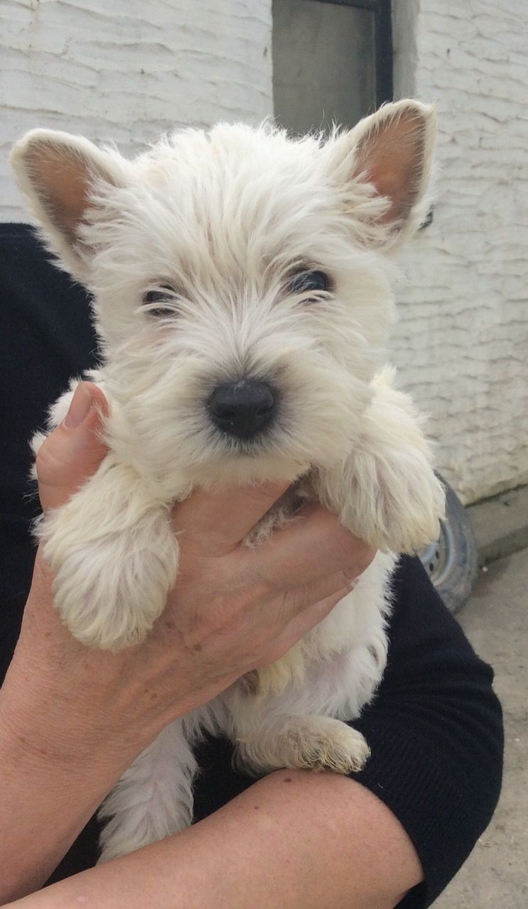Prodám štěňata West Highland White Terrier