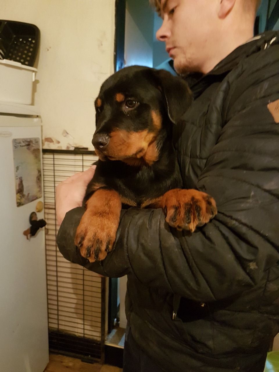 Out Standing Rottweiler Puppies K dispozici na prodej