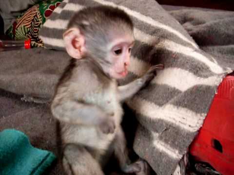 Prodm Kapucnsk opice
