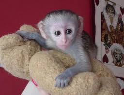 Predáva sa 9 týždňov staré kapucínske opice 