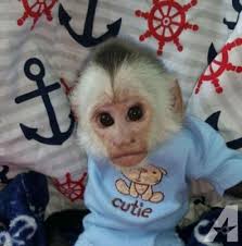 socializované dětské kapucínské opice na prodej... 