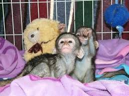 Zdravé dítě kapucínské opice na prodej