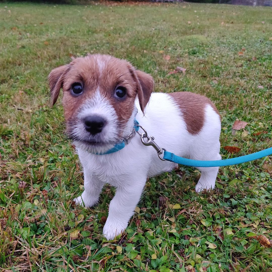 Funguje Jack Russell