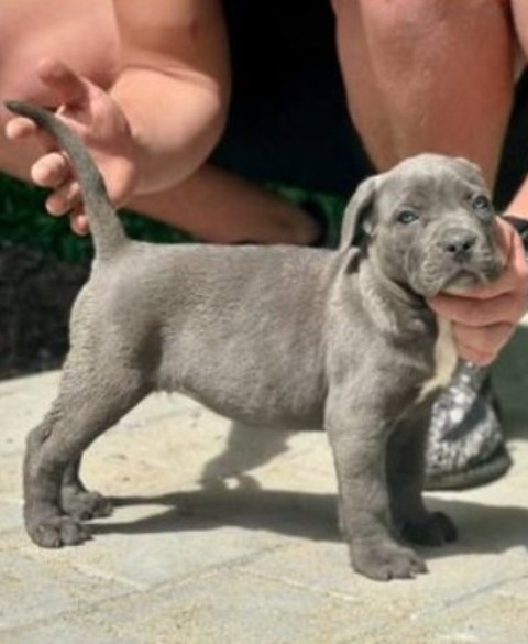 �t��ata Cane Corso obou pohlav�