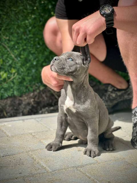 �t��ata Cane Corso obou pohlav�