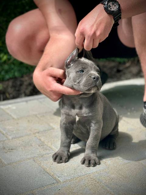 �t��ata Cane Corso obou pohlav�