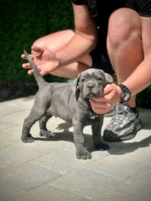 �t��ata Cane Corso obou pohlav�