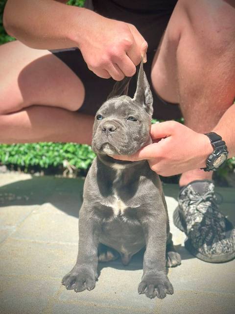 �t��ata Cane Corso obou pohlav�