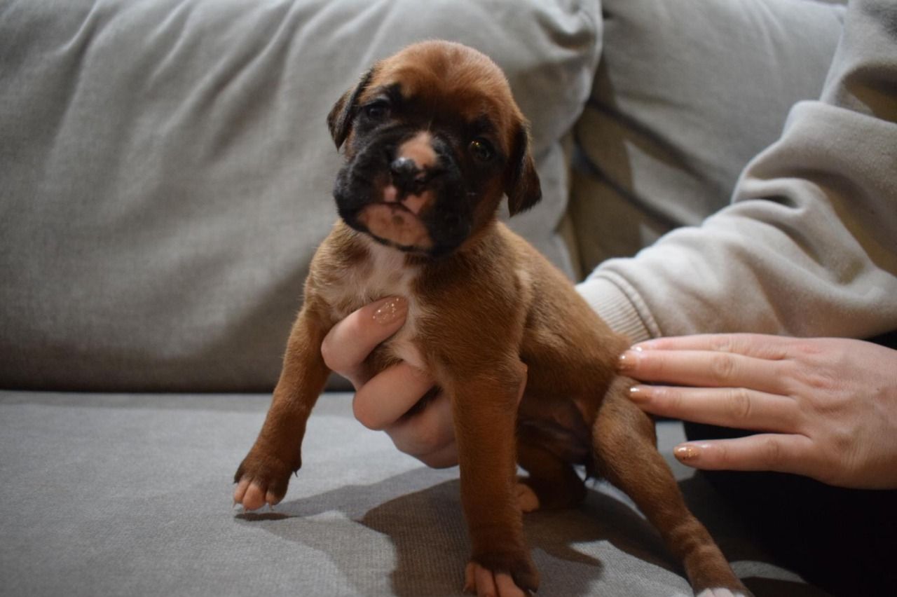 Boxer Puppies Avialable.