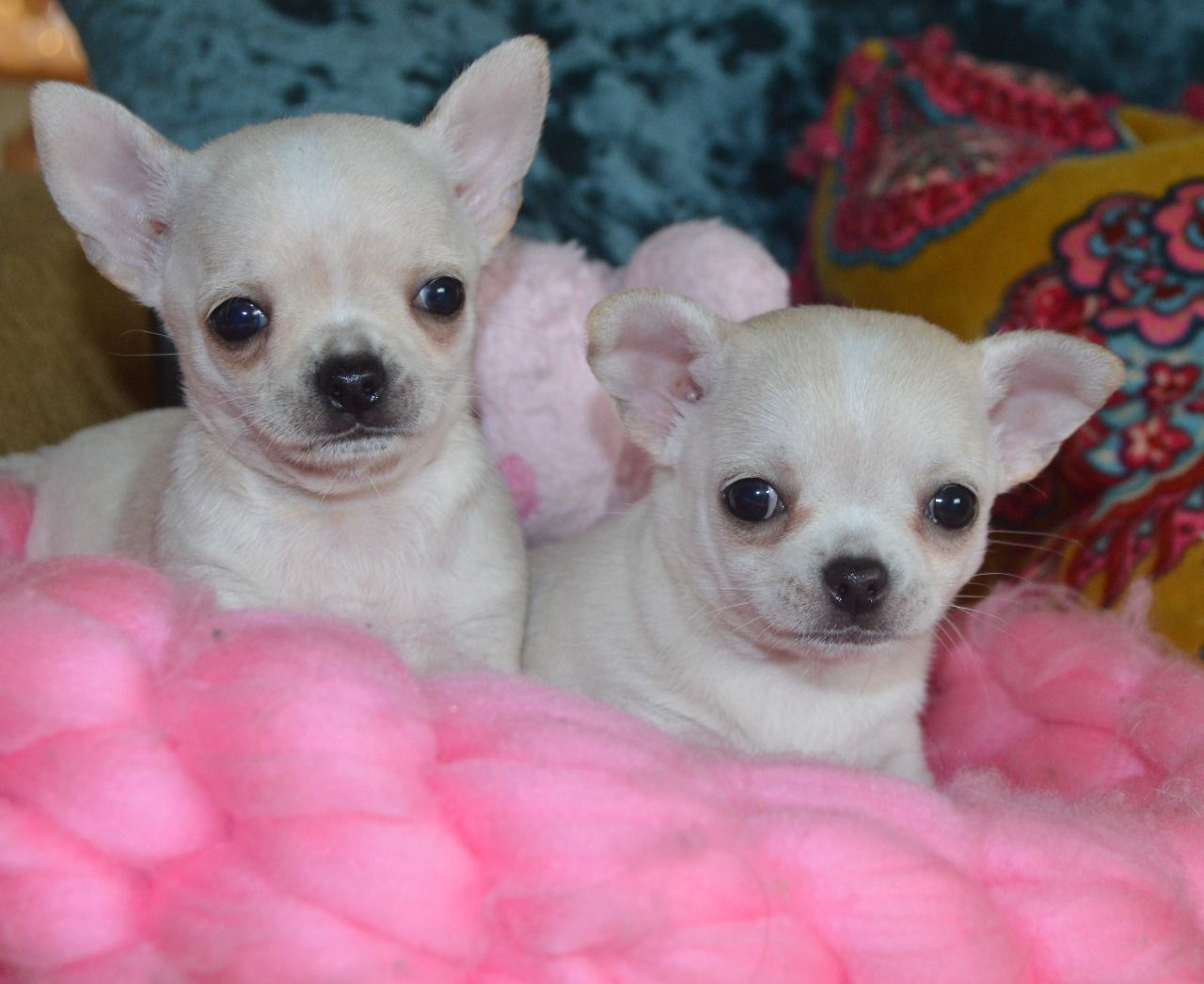 Chihuahua psi a tata na prodej