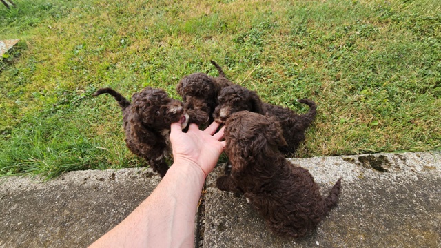 �t��ata Lagotto Romagnolo