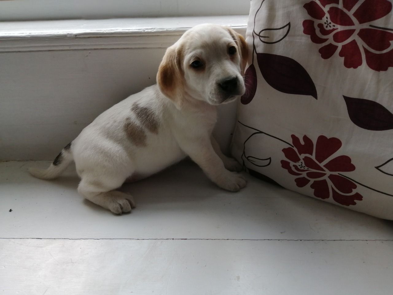 Krásná štěňata Beagle.