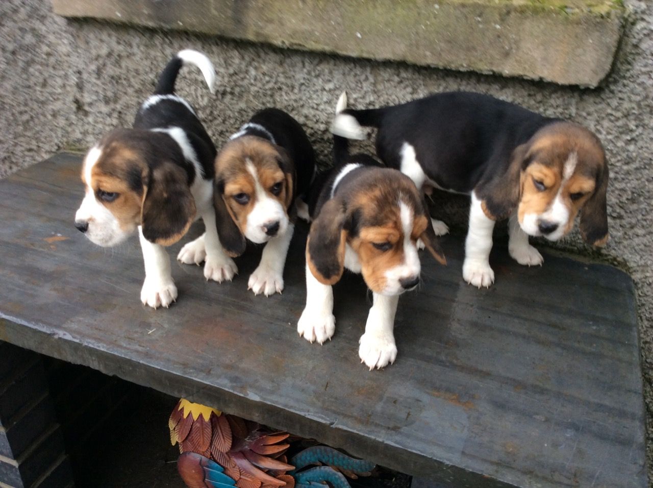 Krsn roztomil tata beagle