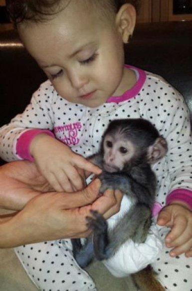 Sladk Kapucnsk opice pro prodej