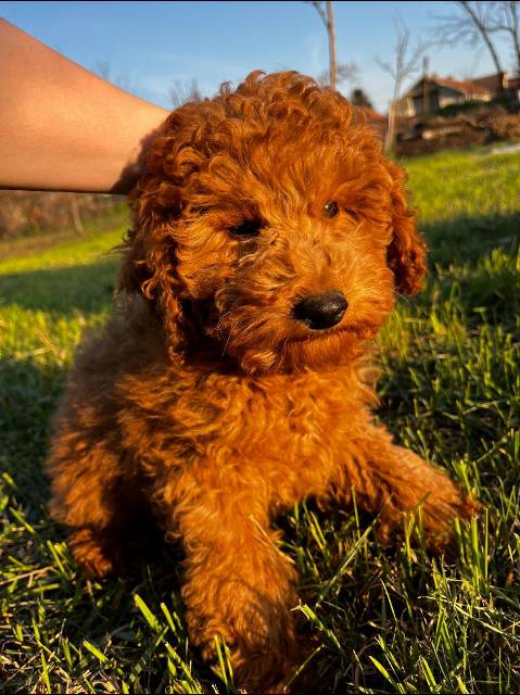 �erven� mini pudlov�