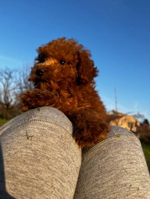 �erven� mini pudlov�