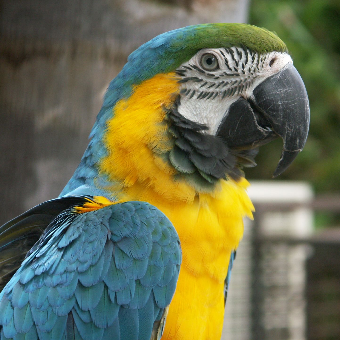 Modrá a zlatá papoušek