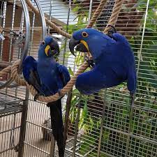 Krásní a krásní papoušci ara od speciálních chovatelů s dobrou a milou povahou. 