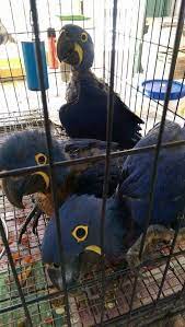 Krásní a krásní papoušci ara od speciálních chovatelů s dobrou a milou povahou.