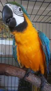 Krásní a krásní papoušci ara od speciálních chovatelů s dobrou a milou povahou.
