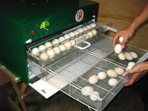 parrot eggs for sale