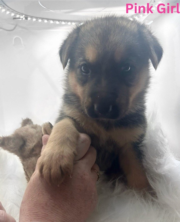 Roztomil tata nmeckho ovka na prodej