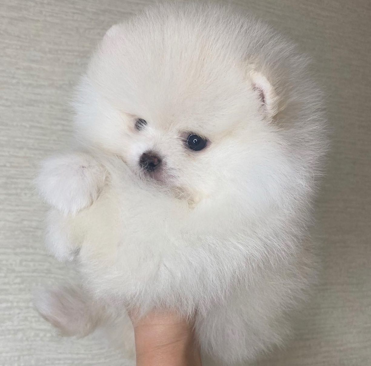 Krsn lek Pomeranian Puppy.