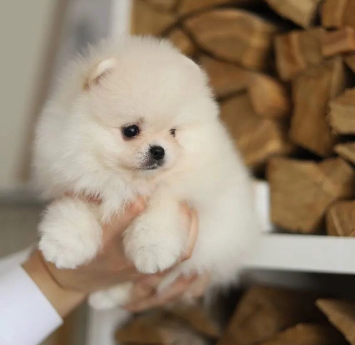 Krsn lek Pomeranian Puppy.
