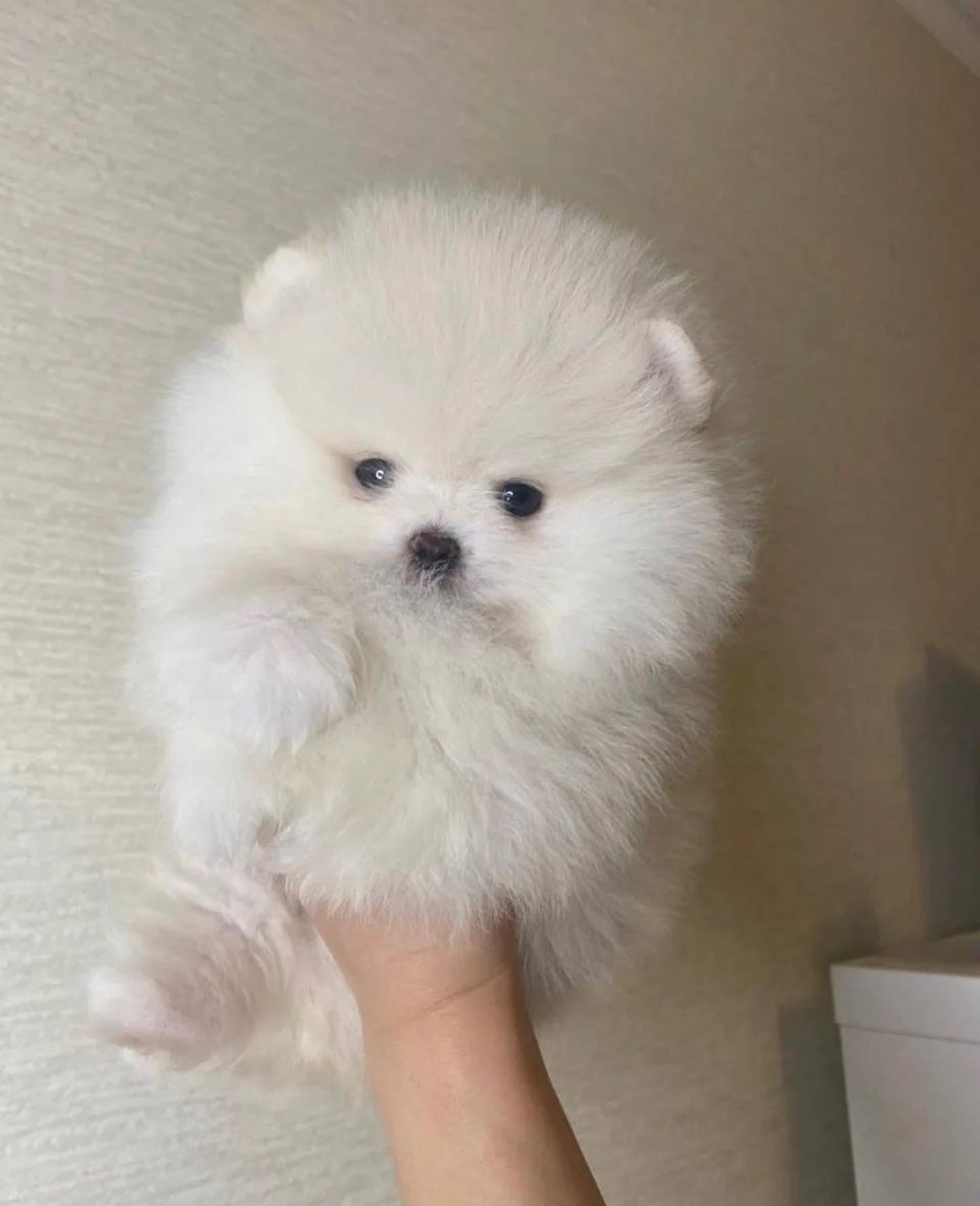 Krsn lek Pomeranian Puppy.