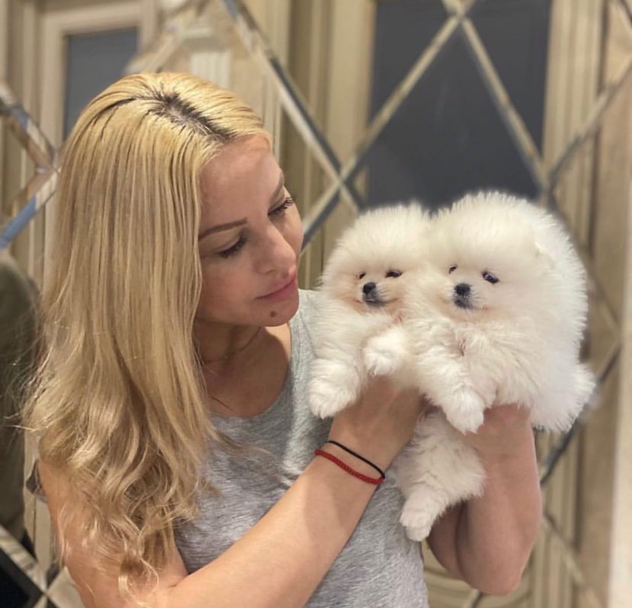 Krsn lek Pomeranian Puppy.